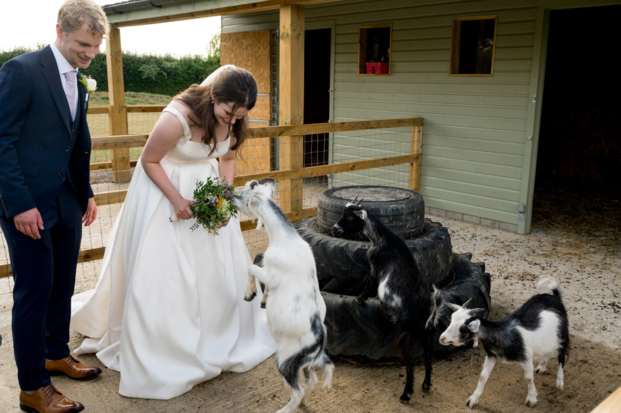 Couple feeding goats at South Farm wedding
