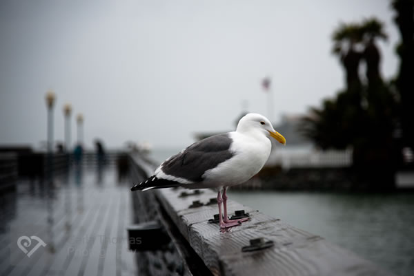 Seagull looking out to sea