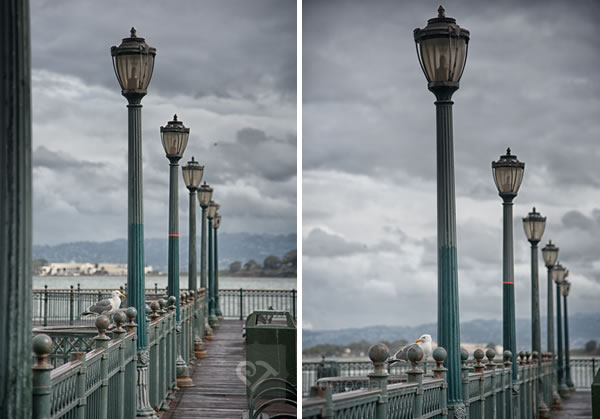 Seagull looking out over bay