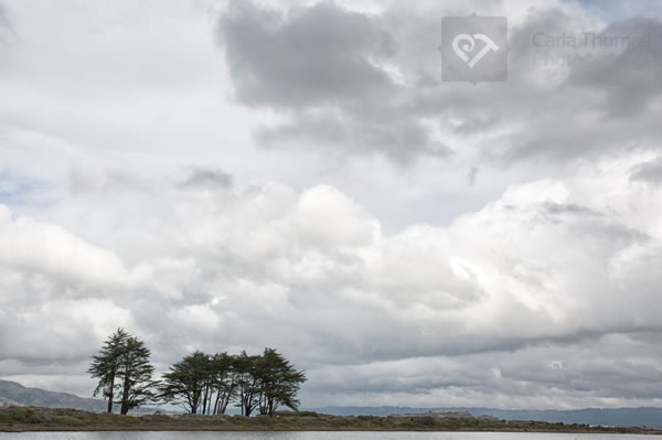 Trees on small stretch of land
